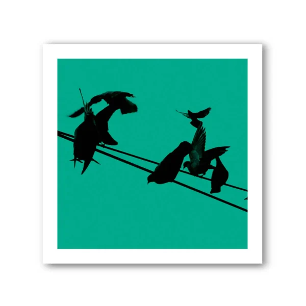 Birds on a Wire Colour 2 Photo Art Print Set of 4 - Image 3