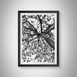 Gulmohar Tree wall art, black and white photography