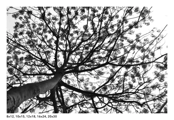 Gulmohar tree wall art, black and white photography - Image 6