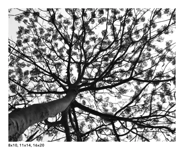 Gulmohar tree wall art, black and white photography - Image 5