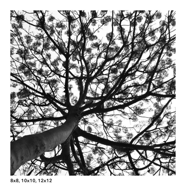 Gulmohar tree wall art, black and white photography - Image 4