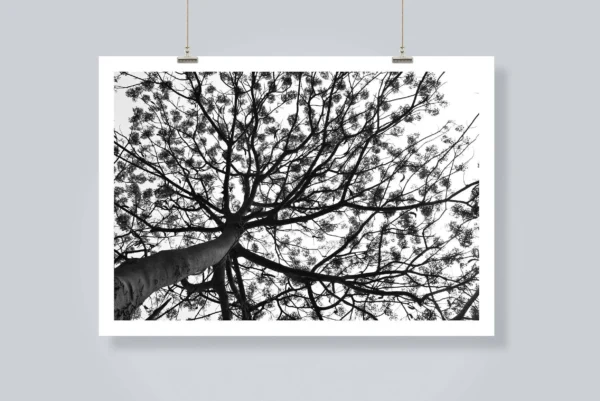 Gulmohar tree wall art, black and white photography - Image 3