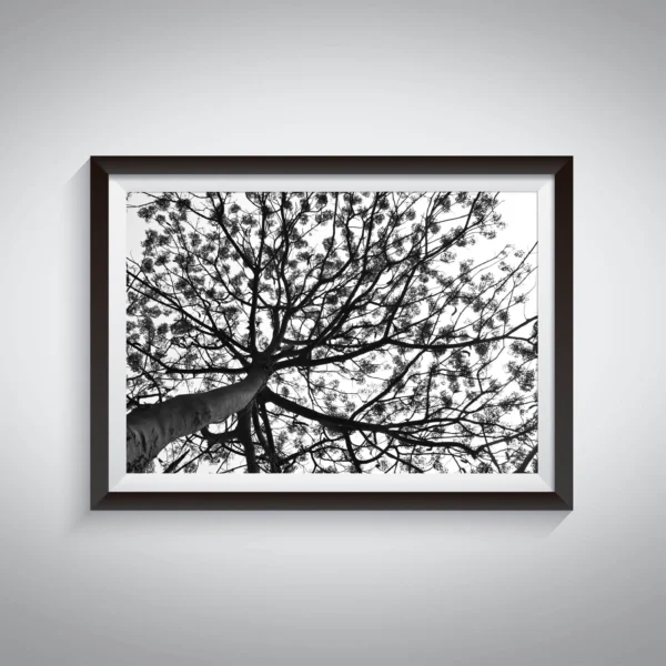 Gulmohar tree wall art, black and white photography