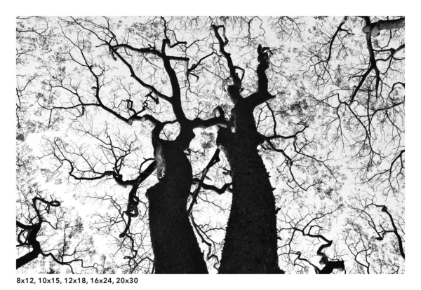 Tree Silhouette wall art, root in the sky black and white photography - Image 5