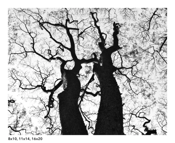 Tree Silhouette wall art, root in the sky black and white photography - Image 4