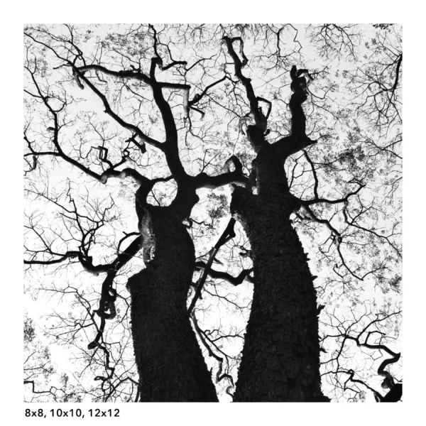 Tree Silhouette wall art, root in the sky black and white photography - Image 3
