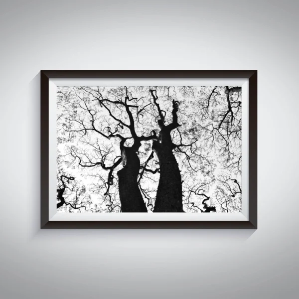 Tree Silhouette wall art, root in the sky black and white photography